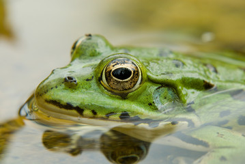 Grenouille verte