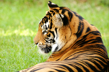 Bengal Tiger