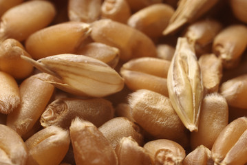 Heap of wheat in close up