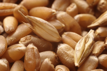 Heap of wheat in close up