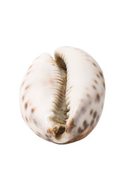 Sea conch isolated