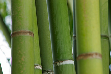 Fototapeta premium Background of various bamboos in a garden