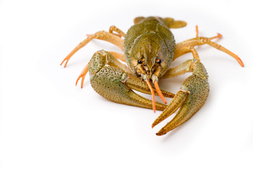 alive crawfish isolated on a white