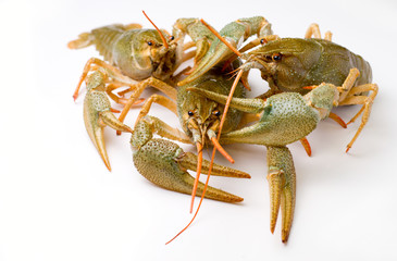 alive crawfishes isolated on a white