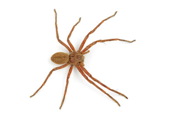 Rain spider