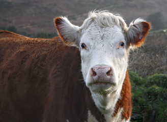 Close up of a brown and white cow.