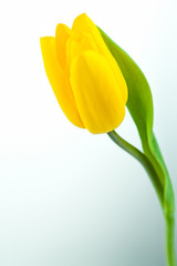 Image of yellow tulip isolated on white background