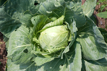 Obraz premium a big green cabbage plant in a garden