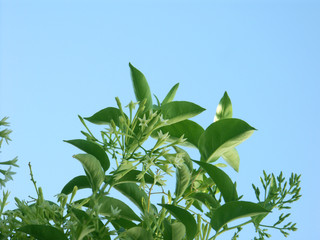rameaux fleurisde jasmin de nuit