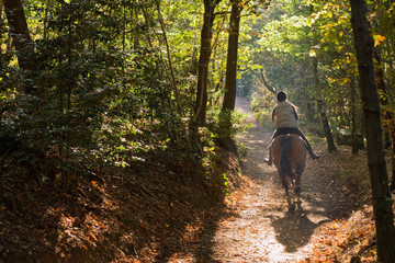 Horse and rider galloping