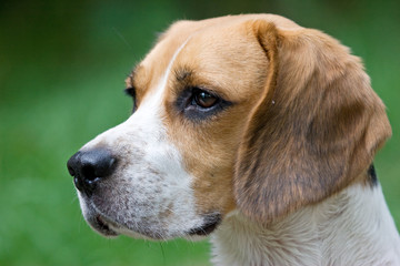 Beagle