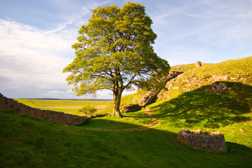 Tree at Hadrian's Wall