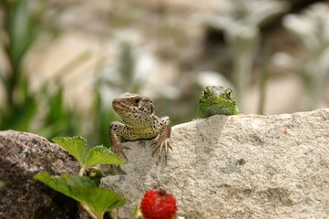 KONICA MINOLTA DIGITAL CAMERA