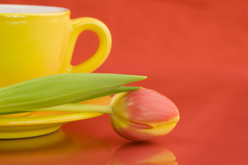 Yellow cap and Beautiful fresh tulip. Selective focus