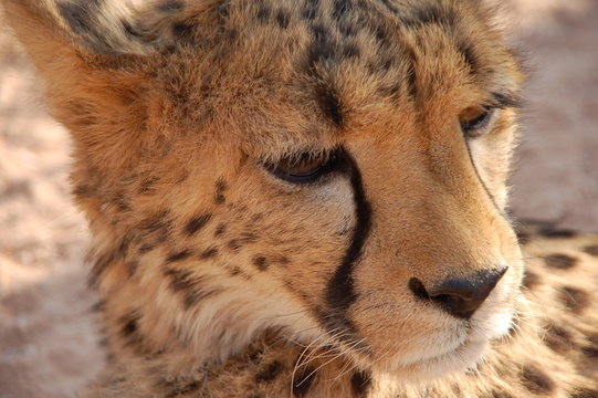 cheetha up close II