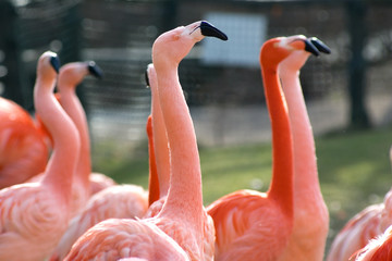 Group of ping cuban flamingo birds