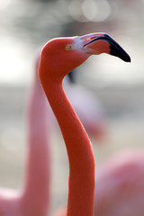 Head and long neck of pink flamingo bird