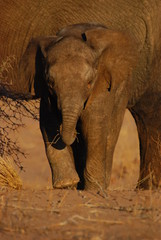 Young desert elephant on the move