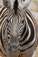 Fototapeta na wymiar Zebra up close