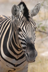 Fototapeta na wymiar zebra up close II