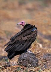 Turkey vulture