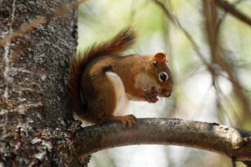 Brown Squirrel in a Tree