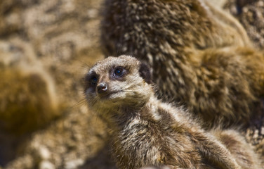 A Meerkat on watch