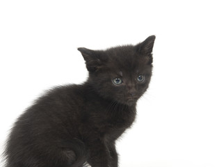 Obraz premium A black kitten sitting on a white background