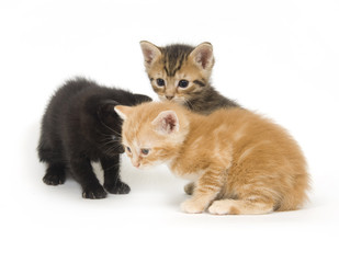 Obraz premium Three kittens playing on a white background