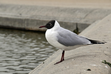 Mouette mélanocéphale