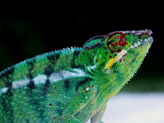 nuit de caméléon