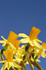 Bunch of daffodils with blue sky