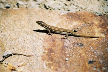 lizard