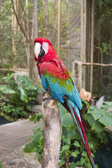 red and blue parrot perched on a tree stump