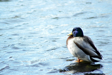 Fototapeta premium Stockente - Erpel