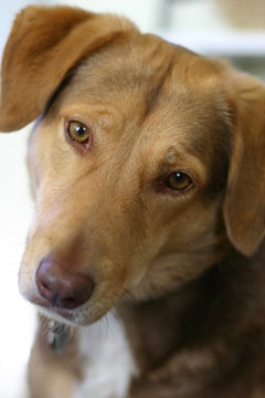 Mixed Breed Cute Quizzical Brown Dog