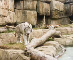 white tiger in captivity walking towards camera