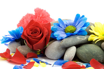 zen stones with flowers studio isolated
