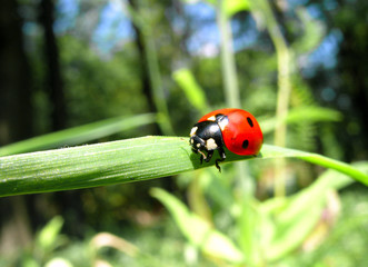 Ladybird