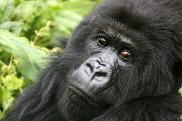 Obraz premium Gorila de montaña