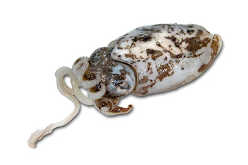 Seppia