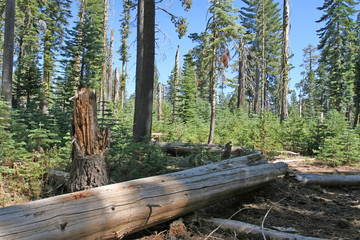 Forest in the Yosemite Park