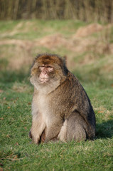 Naklejka na ściany i meble Barnary Macaque Monkey