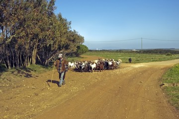 Obraz premium A shepherd with his flock in the fields in Portugal
