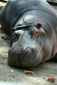 big hippopotamus lays in a zoo