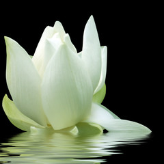 fleur de lotus fond noir et reflets