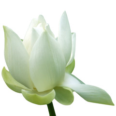 fleur de lotus sur fond blanc