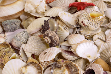 Backgrounds from defferent sorts of sea shells