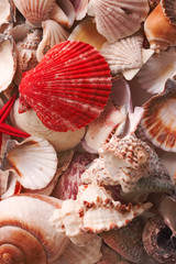Backgrounds from defferent sorts of sea shells