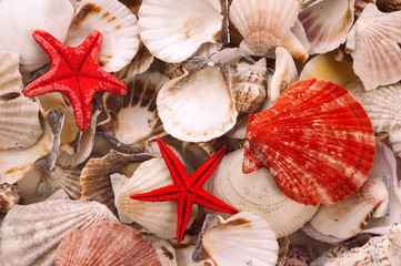 Backgrounds from defferent sorts of sea shells